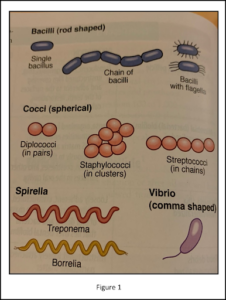 an image showing a strain of different bacteria illustrations of bacteria you can find in the mouth 